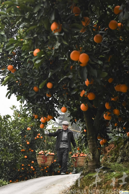 重庆奉节脐橙迎丰收(图1) 重庆奉节脐橙迎丰收(图1)