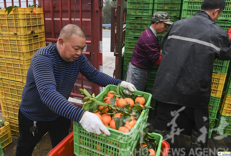 重庆奉节脐橙迎丰收(图2) 重庆奉节脐橙迎丰收(图2)