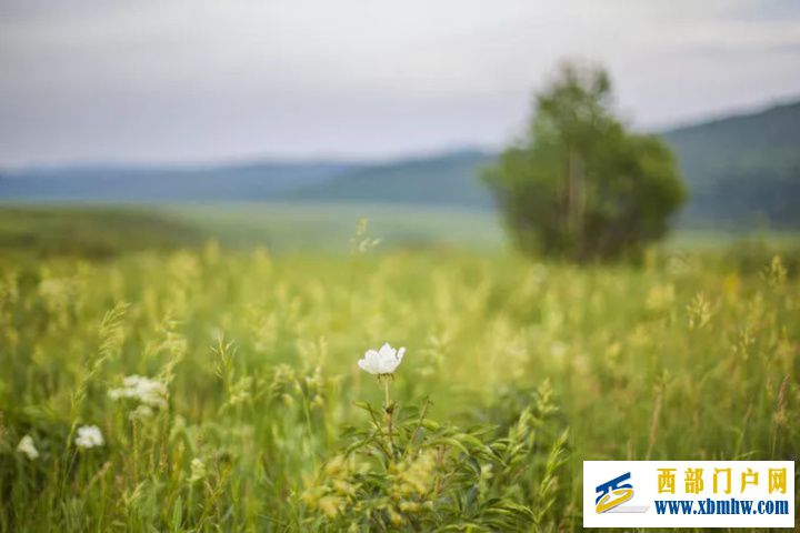 呼伦贝尔旅游攻略!,呼伦贝尔经典南北线路推荐(图3) 呼伦贝尔旅游攻略!,呼伦贝尔经典南北线路推荐(图3)