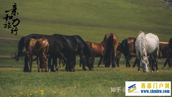 呼伦贝尔6日游详细攻略-呼伦贝尔旅游十大旅游景点推荐(图14) 呼伦贝尔6日游详细攻略-呼伦贝尔旅游十大旅游景点推荐(图14)