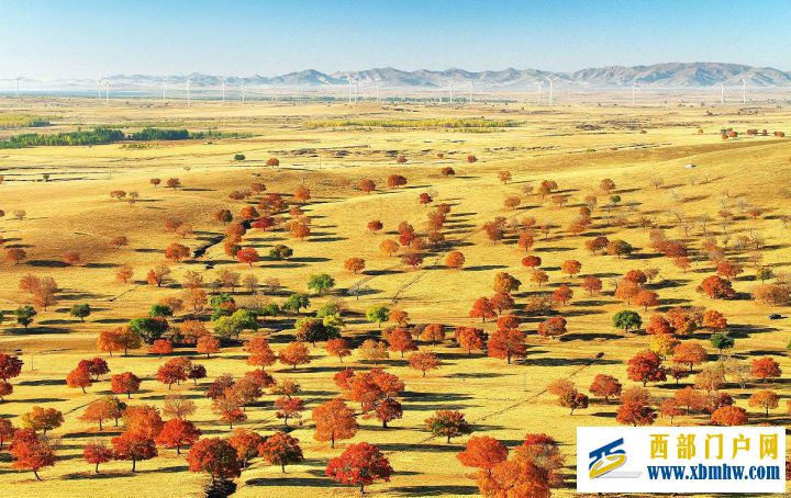 “小葱带你吃天下”——兴安盟寻味内蒙古,走进兴...(图6) “小葱带你吃天下”——兴安盟寻味内蒙古,走进兴...(图6)