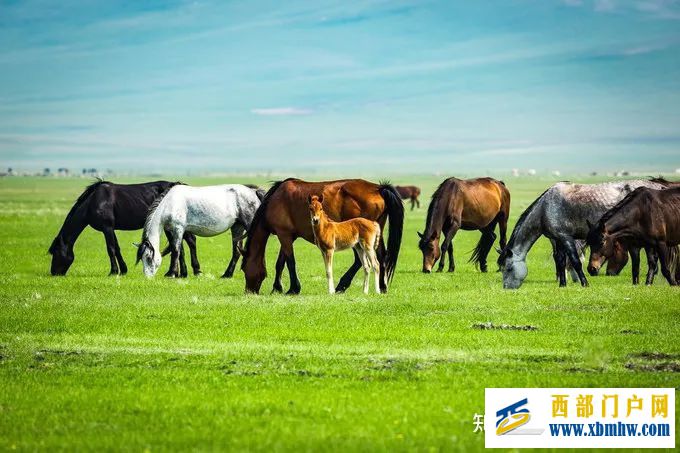 2021年呼伦贝尔旅游攻略,呼伦贝尔深度6日游,(景...(图1) 2021年呼伦贝尔旅游攻略,呼伦贝尔深度6日游,(景...(图1)