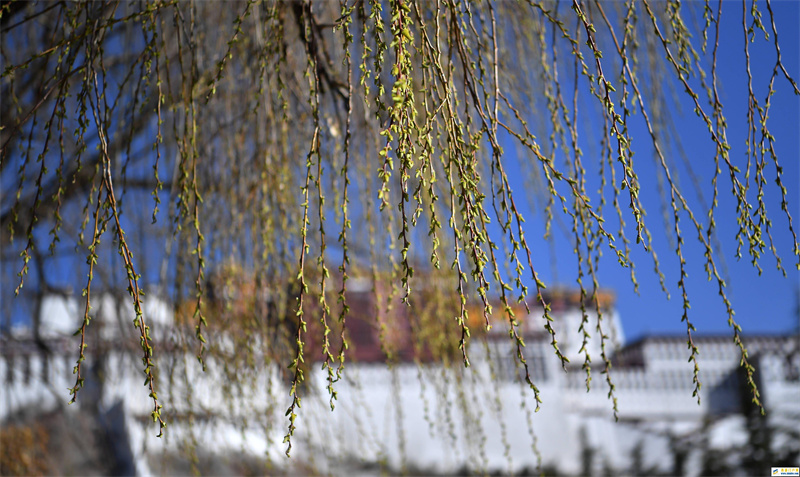 春到拉萨(图1) 春到拉萨(图1)