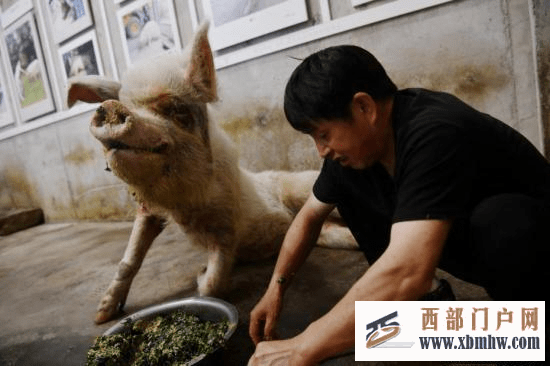 “猪坚强”迈入生命晚期,5·12当天游客暴增,专家:别过度消费它(图2) “猪坚强”迈入生命晚期,5·12当天游客暴增,专家:别过度消费它(图2)