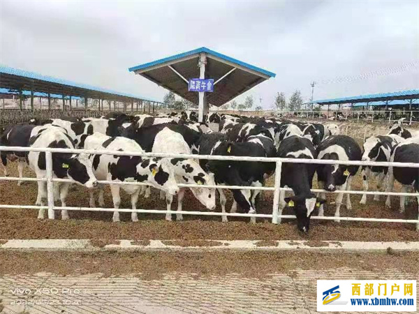白银平川引进300余头荷斯坦奶牛走出特色“牛”路子(图1) 白银平川引进300余头荷斯坦奶牛走出特色“牛”路子(图1)
