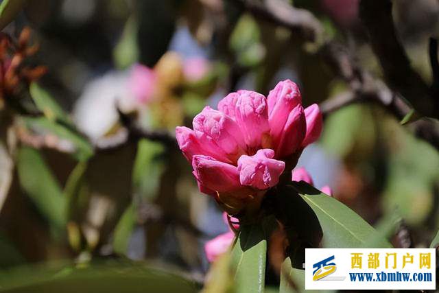 西藏昌都:一树繁花,傲娇绽放(图1) 西藏昌都:一树繁花,傲娇绽放(图1)