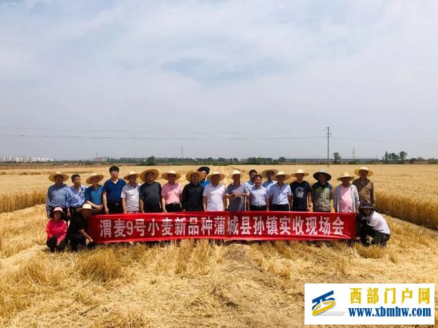 “渭麦9号”示范田平均亩产601.6公斤(图1) “渭麦9号”示范田平均亩产601.6公斤(图1)