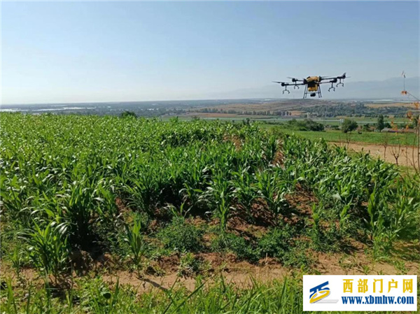 宝鸡凤翔:高粱产业助力凤香白酒香飘四海(图1) 宝鸡凤翔:高粱产业助力凤香白酒香飘四海(图1)