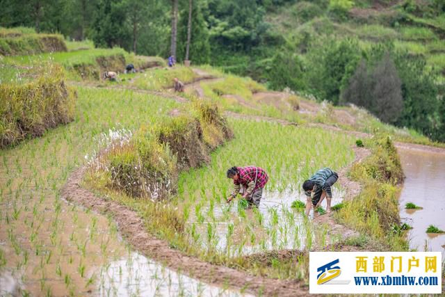 重庆丰都:夏耕美景入画来(图1) 重庆丰都:夏耕美景入画来(图1)