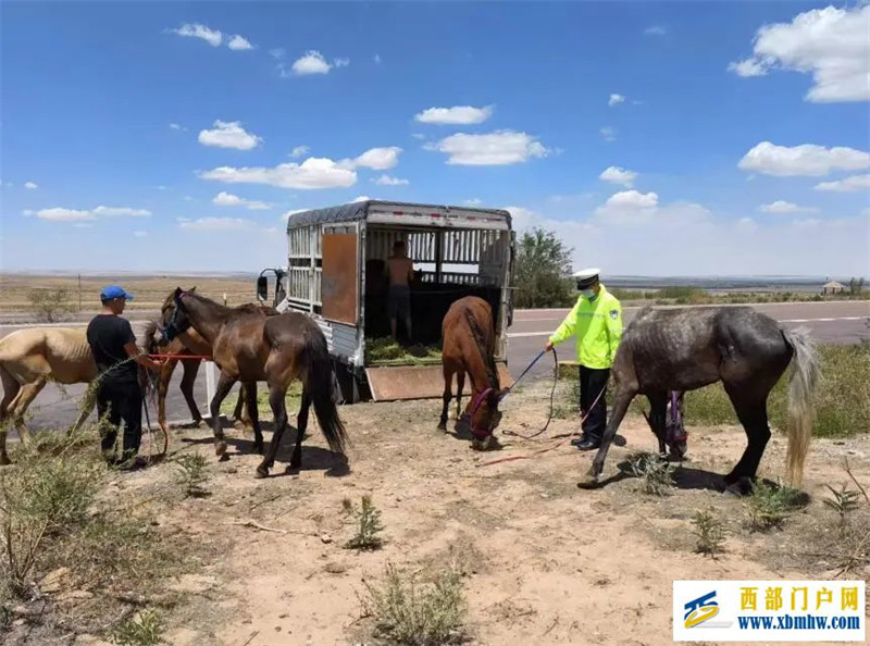 马主在高速路旁“遛马”?宁夏高速交警:罚(图1) 马主在高速路旁“遛马”?宁夏高速交警:罚(图1)