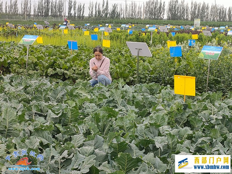 张掖甘州精心pick菜篮子新成员抢占国内外夏季市场(图1) 张掖甘州精心pick菜篮子新成员抢占国内外夏季市场(图1)