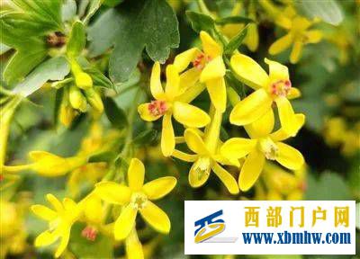 这是春光里的西宁(图2) 这是春光里的西宁(图2)