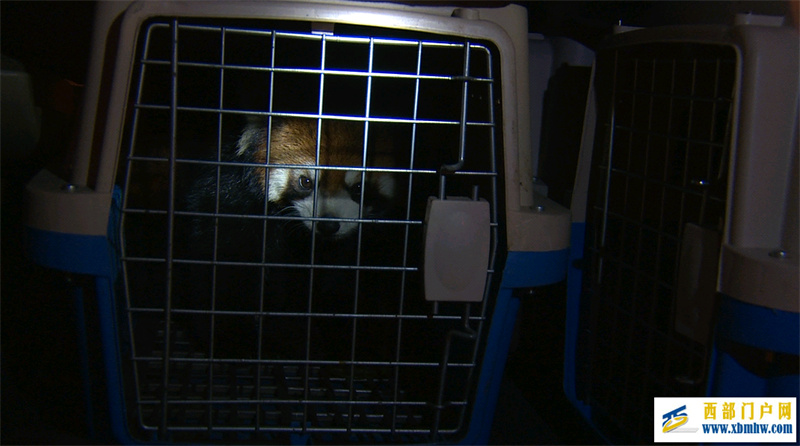 收购小熊猫369只……四川公布十大破坏生物多样性典型案例(图1) 收购小熊猫369只……四川公布十大破坏生物多样性典型案例(图1)