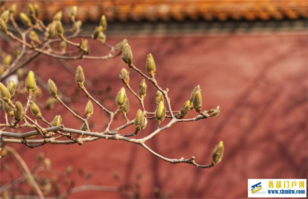 镜观·两会丨盛会开幕(图2) 镜观·两会丨盛会开幕(图2)