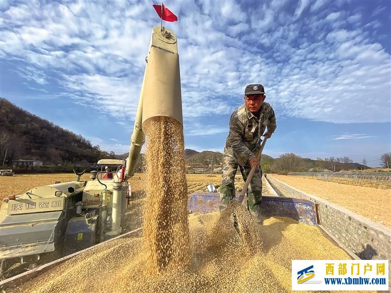 今年陕西粮食再获丰收(图1) 今年陕西粮食再获丰收(图1)