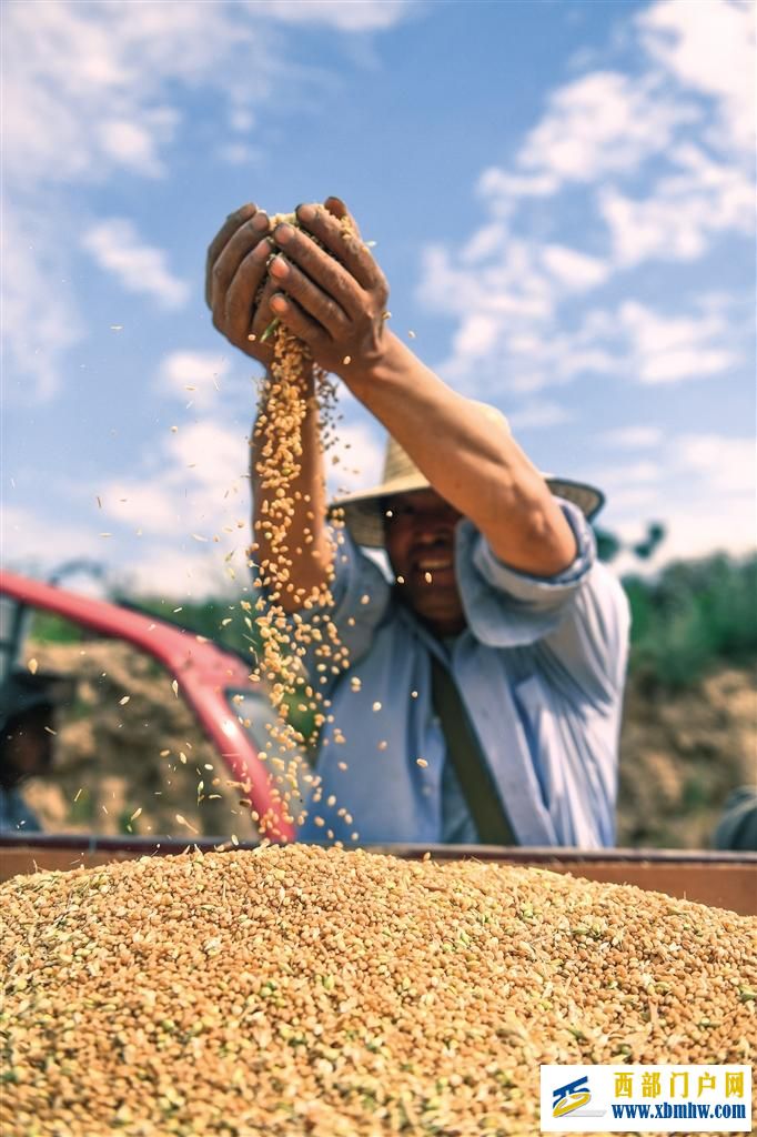 今年陕西粮食再获丰收(图2) 今年陕西粮食再获丰收(图2)