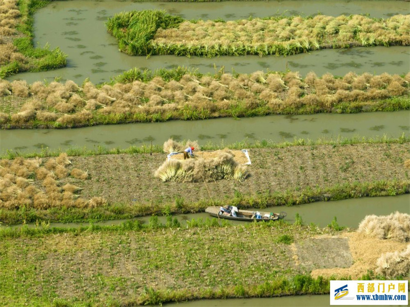 听“三农”工作新部署丨夯实粮食安全“压舱石”:要吃饱,也要吃好(图6) 听“三农”工作新部署丨夯实粮食安全“压舱石”:要吃饱,也要吃好(图6)