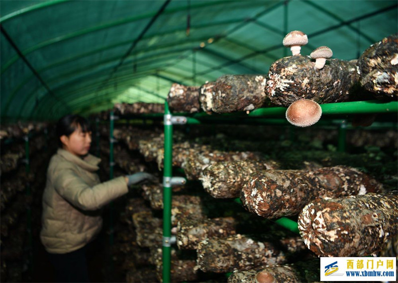 做好山间林下“绿文章”(图2) 做好山间林下“绿文章”(图2)