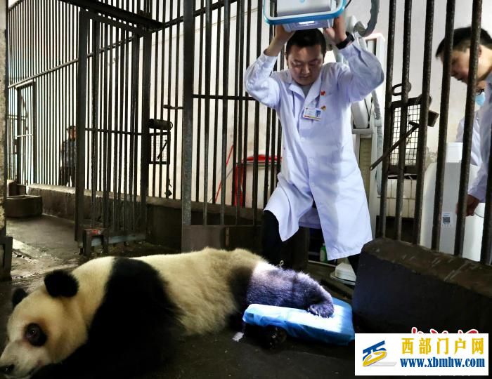 重庆大熊猫软组织损伤 动物园借助园外医疗设备联合医疗专家会诊(图3) 重庆大熊猫软组织损伤 动物园借助园外医疗设备联合医疗专家会诊(图3)