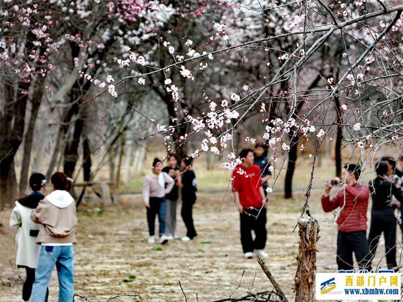 春有约 花不误 共赴拉面之乡的杏花之旅(图4) 春有约 花不误 共赴拉面之乡的杏花之旅(图4)