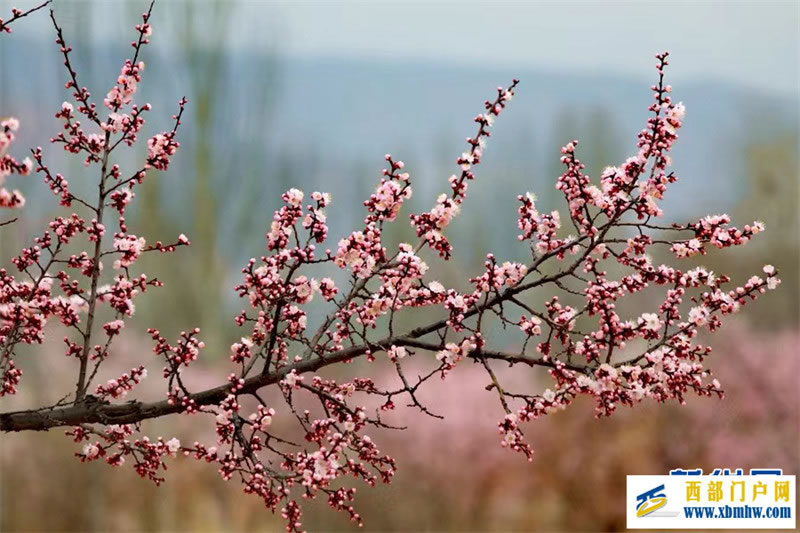 春有约 花不误 共赴拉面之乡的杏花之旅(图6) 春有约 花不误 共赴拉面之乡的杏花之旅(图6)