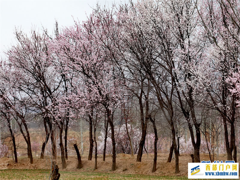 春有约 花不误 共赴拉面之乡的杏花之旅(图8) 春有约 花不误 共赴拉面之乡的杏花之旅(图8)