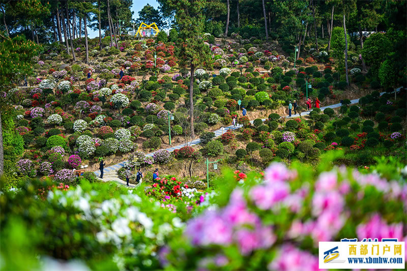 重庆:放牛村里杜鹃开(图1) 重庆:放牛村里杜鹃开(图1)