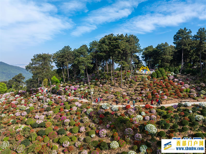 重庆:放牛村里杜鹃开(图2) 重庆:放牛村里杜鹃开(图2)