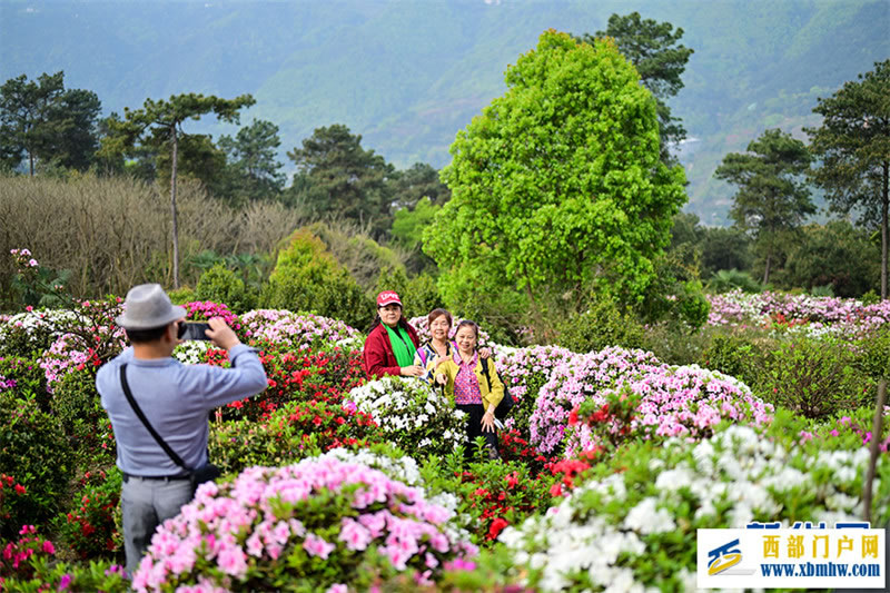 重庆:放牛村里杜鹃开(图3) 重庆:放牛村里杜鹃开(图3)