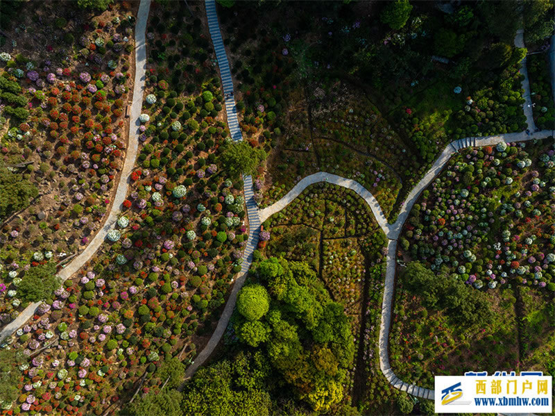 重庆:放牛村里杜鹃开(图4) 重庆:放牛村里杜鹃开(图4)