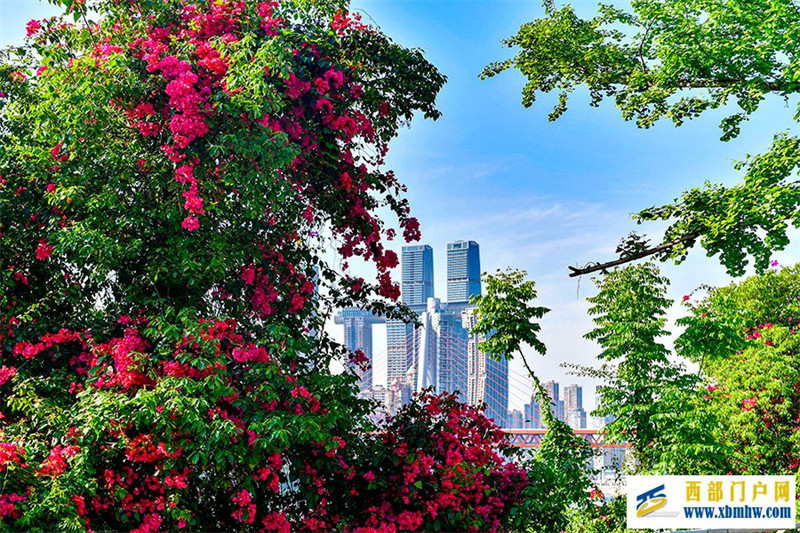 重庆:繁花扮靓山水城(图1) 重庆:繁花扮靓山水城(图1)