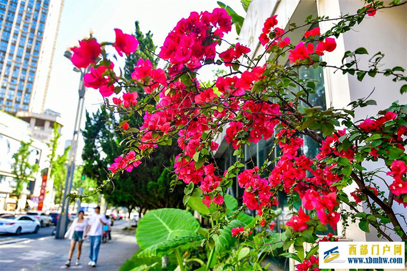 重庆:繁花扮靓山水城(图2) 重庆:繁花扮靓山水城(图2)