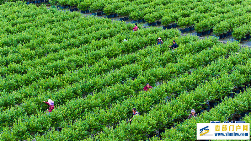 重庆南川:小小蓝莓果 致富大产业(图2) 重庆南川:小小蓝莓果 致富大产业(图2)