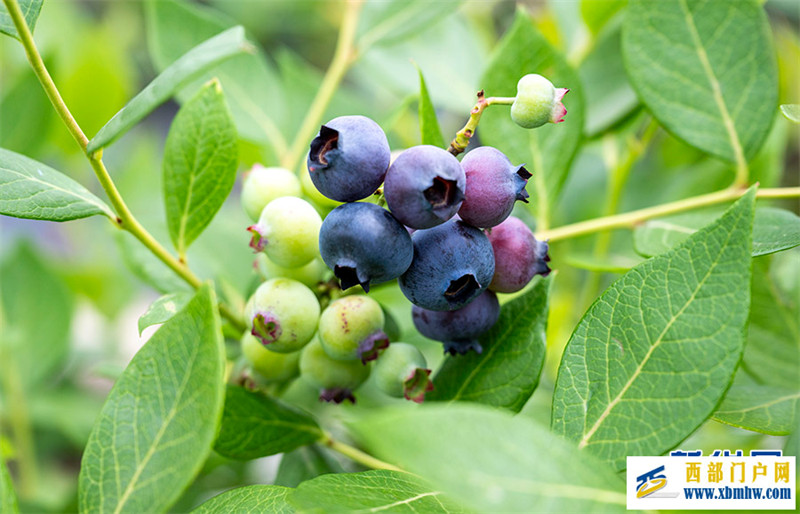 重庆南川:小小蓝莓果 致富大产业(图5) 重庆南川:小小蓝莓果 致富大产业(图5)