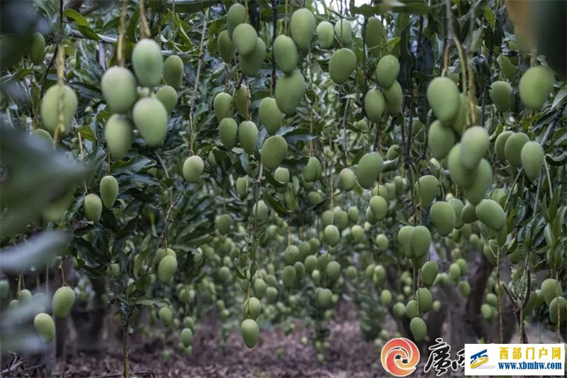 广西12个地理标志品牌入围中国区域品牌百强榜(图4) 广西12个地理标志品牌入围中国区域品牌百强榜(图4)