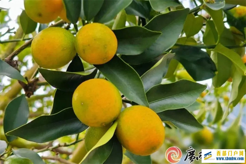 广西12个地理标志品牌入围中国区域品牌百强榜(图11) 广西12个地理标志品牌入围中国区域品牌百强榜(图11)