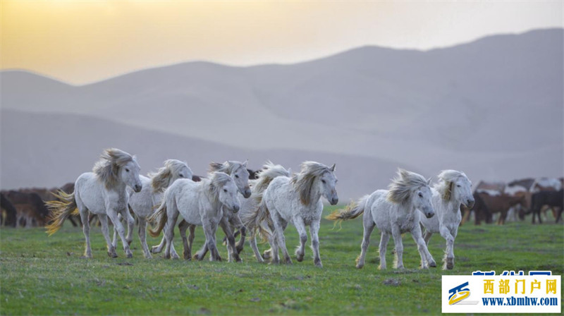 乌珠穆沁草原上演马文化盛宴(图5) 乌珠穆沁草原上演马文化盛宴(图5)
