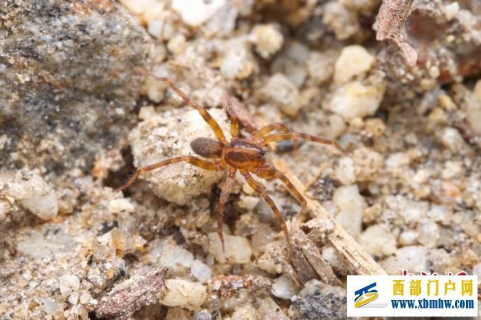 西藏墨脱接连发现蜘蛛新种(图1) 西藏墨脱接连发现蜘蛛新种(图1)