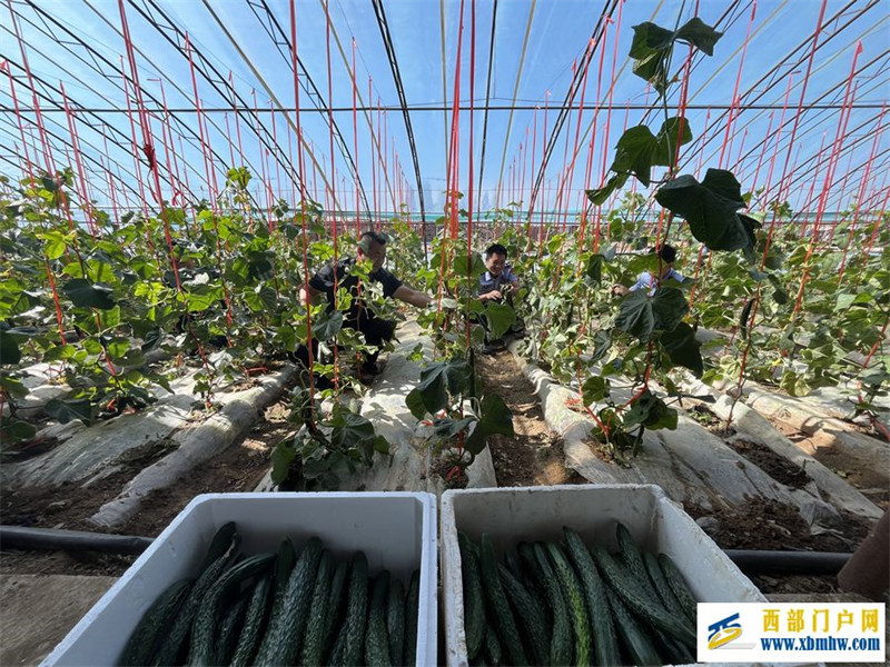 愿做戈壁一红柳 扎根边疆写青春(图4) 愿做戈壁一红柳 扎根边疆写青春(图4)