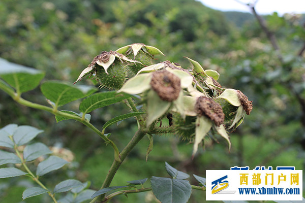 安顺经开区举行金刺梨产业文化季暨避暑旅游启动仪式(图3) 安顺经开区举行金刺梨产业文化季暨避暑旅游启动仪式(图3)