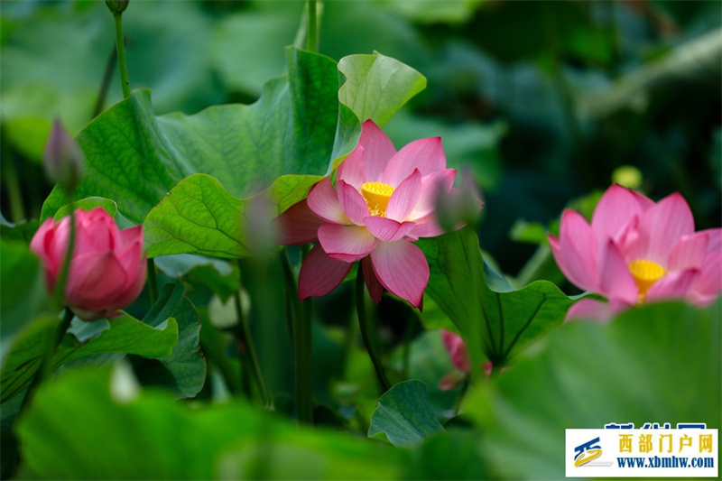 云南安宁:荷花盛开扮靓乡村(图2) 云南安宁:荷花盛开扮靓乡村(图2)