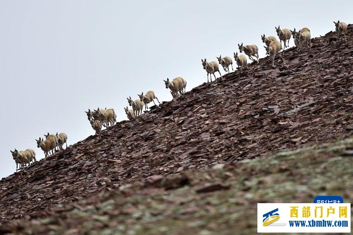 青海三江源:国家公园里的生态保护实践(图2) 青海三江源:国家公园里的生态保护实践(图2)