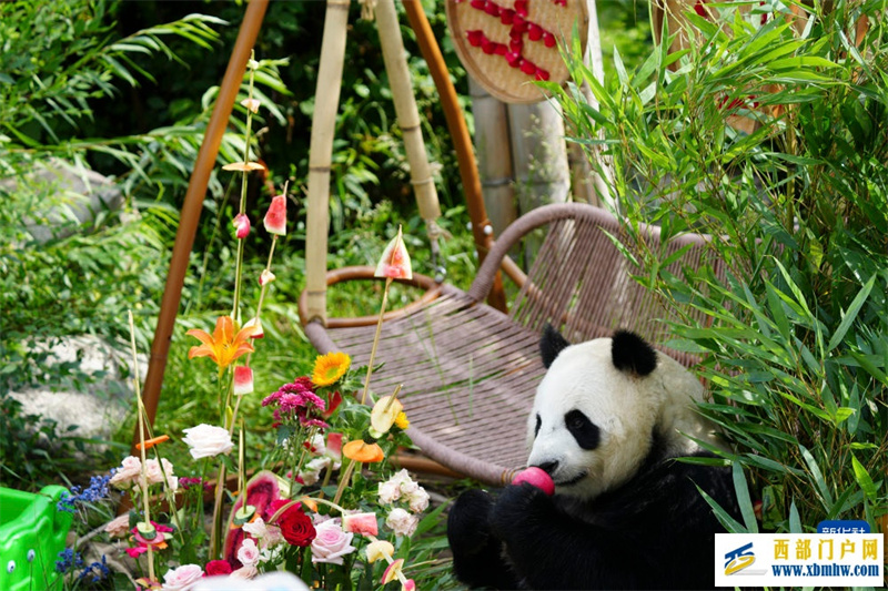 青海西宁:大熊猫的高原夏日生活(图3) 青海西宁:大熊猫的高原夏日生活(图3)