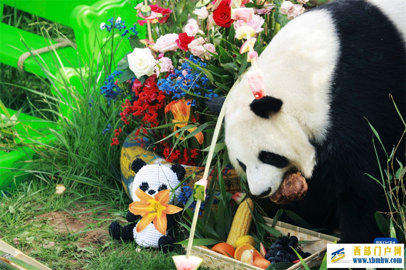 青海西宁:大熊猫的高原夏日生活(图4) 青海西宁:大熊猫的高原夏日生活(图4)