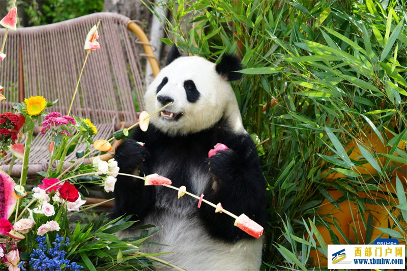 青海西宁:大熊猫的高原夏日生活(图7) 青海西宁:大熊猫的高原夏日生活(图7)