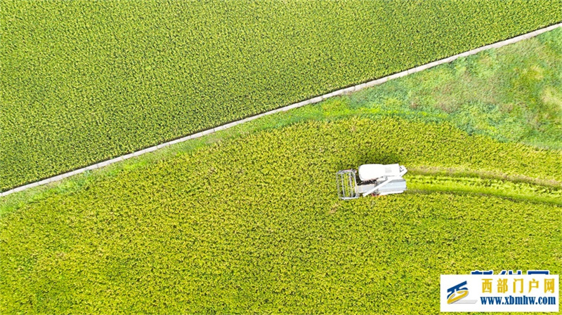 重庆永川:早稻飘香好“丰”光(图3) 重庆永川:早稻飘香好“丰”光(图3)