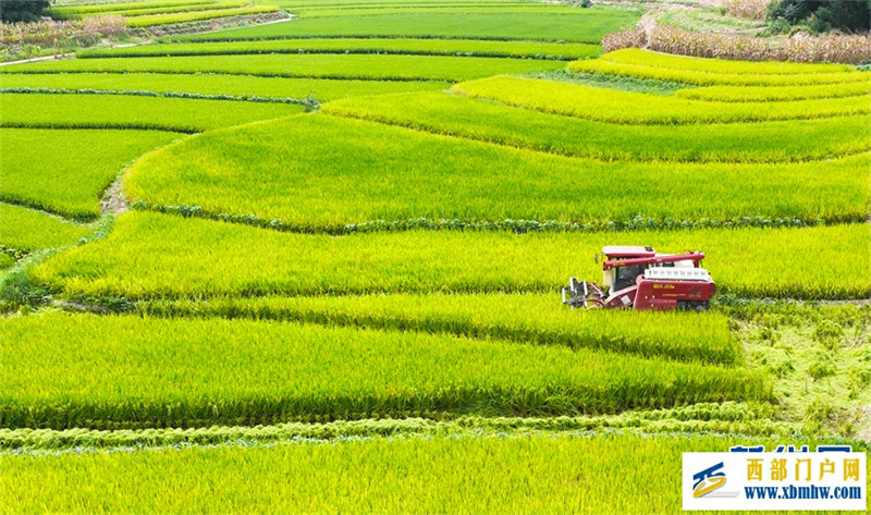 重庆永川:早稻飘香好“丰”光(图1) 重庆永川:早稻飘香好“丰”光(图1)