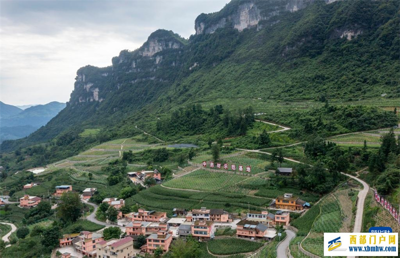 重庆彭水:中草药特色产业促农增收(图1) 重庆彭水:中草药特色产业促农增收(图1)