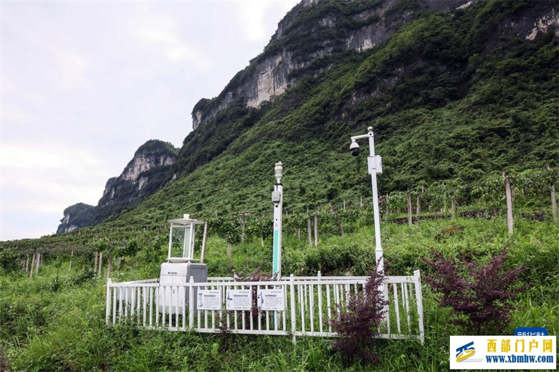 重庆彭水:中草药特色产业促农增收(图3) 重庆彭水:中草药特色产业促农增收(图3)