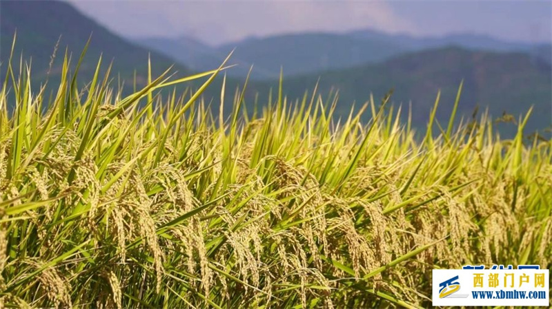 云南永仁“幸福里”水稻基地迎丰收(图1) 云南永仁“幸福里”水稻基地迎丰收(图1)